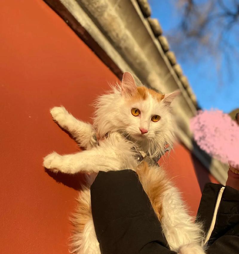 社恐猫咪出装攻略大全（让社恐猫咪摆脱恐惧，尽情展示时尚品味）