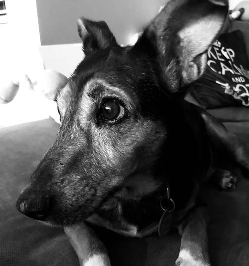 《玩转olddog手游，成为顶尖玩家》（全面攻略分享，助你掌握游戏技巧）
